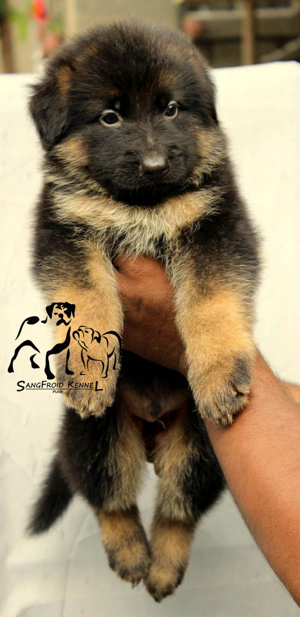 Image of German Shepherd posted on 2022-08-22 04:07:05 from Mumbai